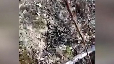 Ашинский район заполонили змеи