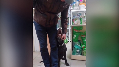 Через три года поисков нашелся лабрадор МЧС