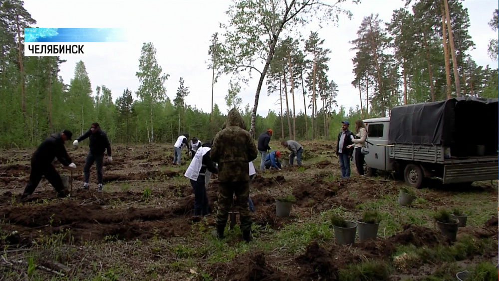 В городском бору посадили 2 тысячи деревьев
