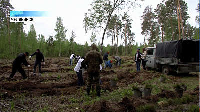 В городском бору посадили 2 тысячи деревьев