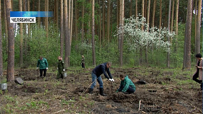В городском бору высадили молодые сосны