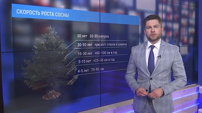 Скорость роста сосны