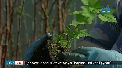 Садовые истории — посадка смородины