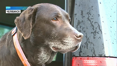 Лабрадор-спасатель вернулся к хозяину через три года