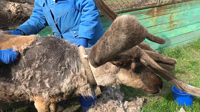 В Челябинском зоопарке «стилист» поработал с сезонной линькой северного оленя