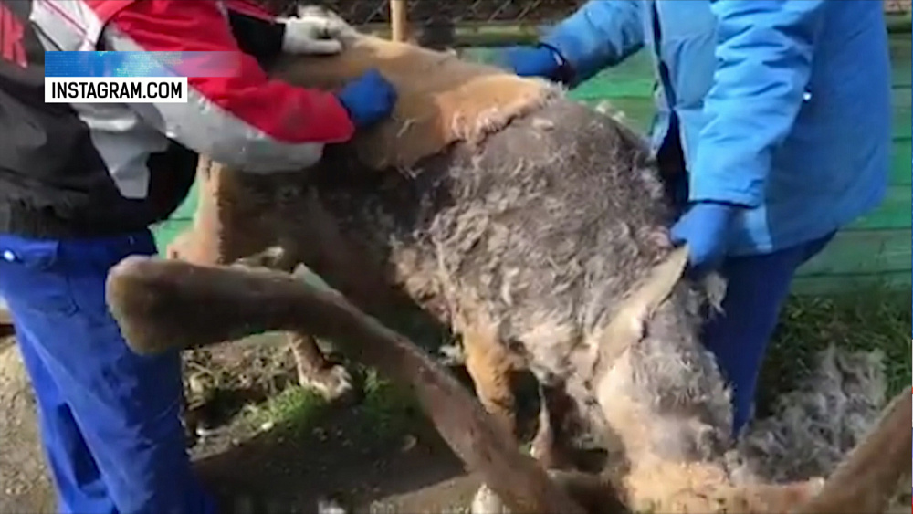 Северный олень из зоопарка готовится к лету