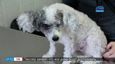 Пушистое утро — офтальмология