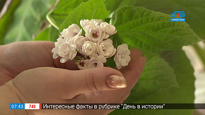 Садовые истории — комнатные цветы