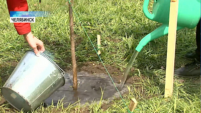 6 ив высадили в международный день борьбы