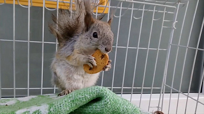 Спасенного челябинцами бельчонка записали на видео