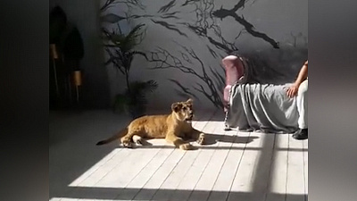 Карен Даллакян проверил слух о фотосессии со львенком-наркоманом в Челябинске