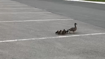Утиное семейство на парковке «Трактора» удивило челябинцев. ВИДЕО 