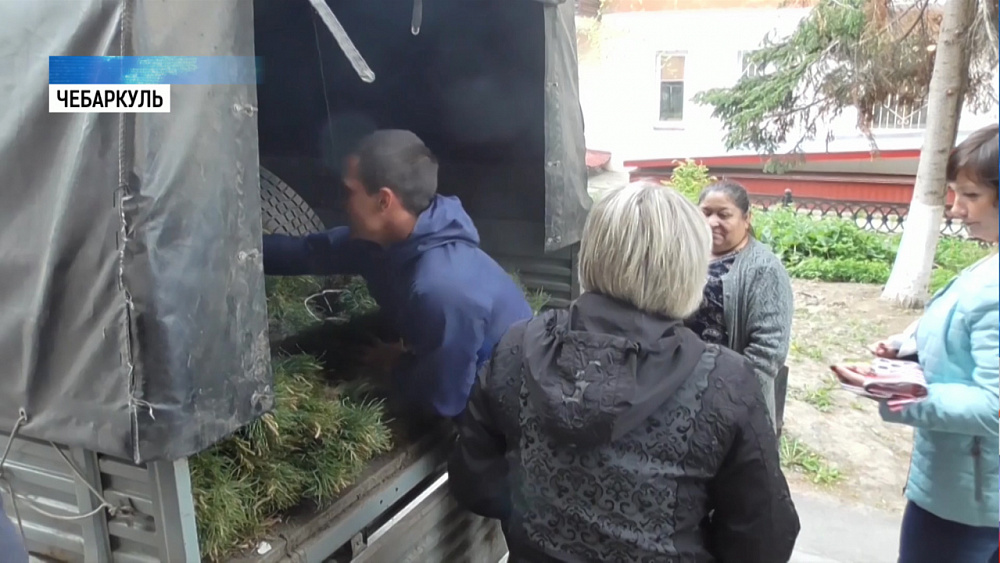 Горожанам раздали саженцы сосны