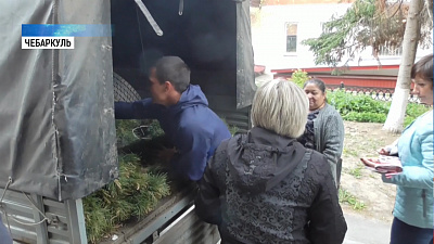 Горожанам раздали саженцы сосны