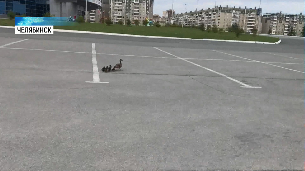 Семейство уток заблудилось возле «Трактора»