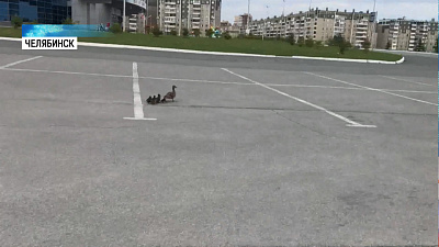 Семейство уток заблудилось возле «Трактора»