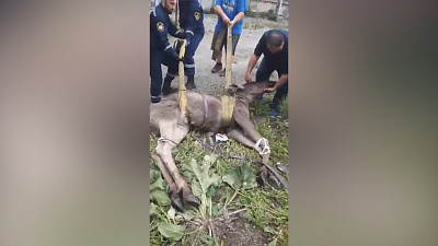 В Челябинске лось приплыл на территорию предприятия