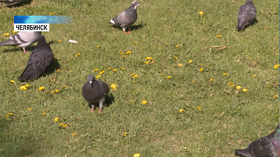 К октябрю обновят сквер в Курчатовском районе