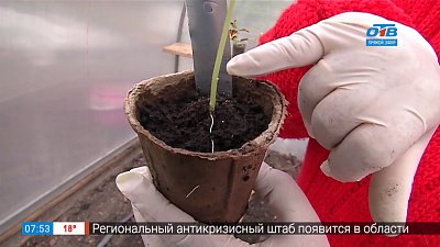 Садовые истории — рассада огурцов