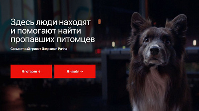 В Челябинске начал работу сервис по поиску потерявшихся домашних животных В Челябинске начал работу сервис по поиску потерявшихся домашних животных