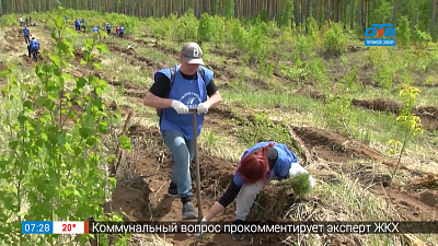 ЧМК  и сосны