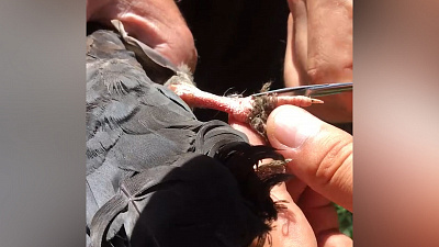 Для спасения голубя челябинцам пришлось вызывать автовышку