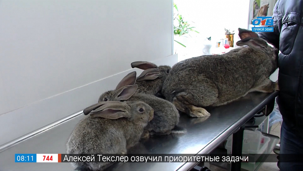 Пушистое утро — домашние сельскохозяйственные