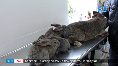 Пушистое утро — домашние сельскохозяйственные