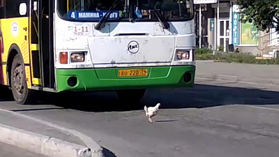 Курица в Тракторозаводском районе несколько минут мешала проехать автобусу