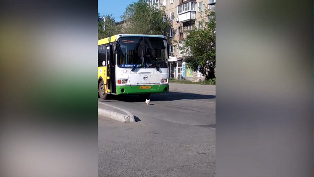 Курица несколько минут мешала проехать автобусу