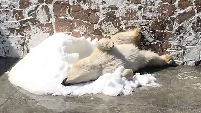 Первый день лета встретили полярные мишки в челябинском зоопарке 