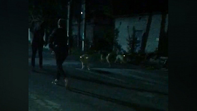 Жительница Златоуста пожаловалась на стаи бездомных собак в ее дворе 