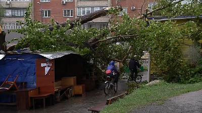 В Советском районе дерево придавило торговую точку