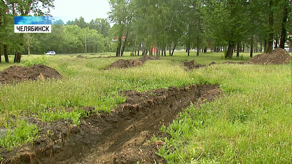 Вырубку деревьев на Дарвина компенсируют