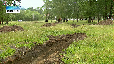 Вырубку деревьев на Дарвина компенсируют