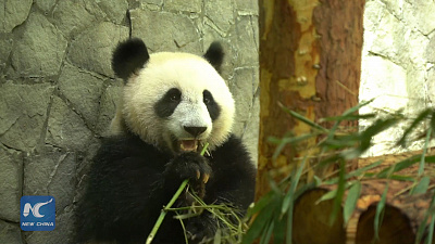 Китай подарил Московскому зоопарку двух панд и они смешные. ВИДЕО