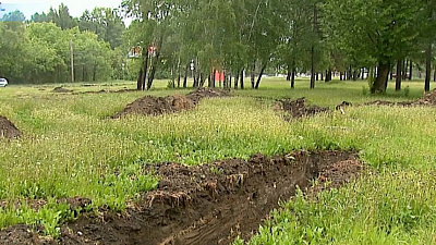 На кольце Дарвина-Блюхера вместо вырубленных деревьев посадят новые