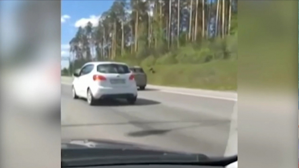 На уральские трассы выходят молодые лоси