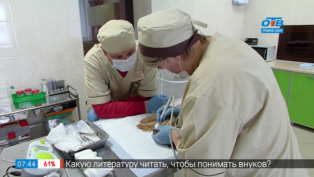 Пушистое утро — стоматология