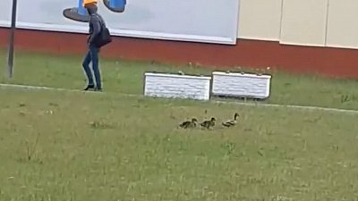 Заводчан удивила уточка с утятами на территории предприятия