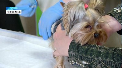 У южноуральских собак стали чаще болеть зубы