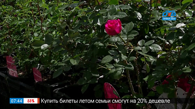 Как выбрать саженец розы Как выбрать саженец розы