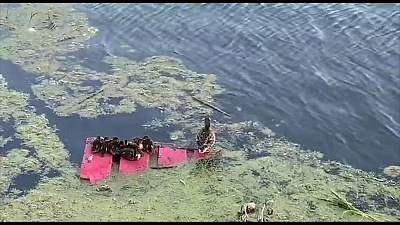 Уточки на реке Миасс приютились на куске мусора