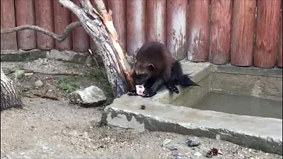 Росомаха челябинского зоопарка большая чистюля. ВИДЕО