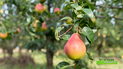 Зеленая передача 13.06.2019