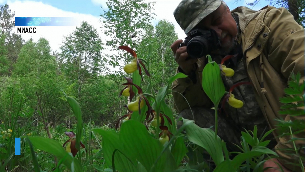 На южноуральских болотах зацвели краснокнижные орхидеи