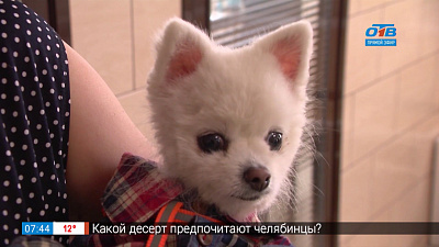 Пушистое утро — чипирование животных