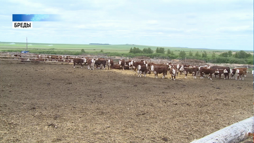 Фермеры России приехали учиться разводить герефордов