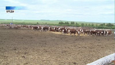 Фермеры России приехали учиться разводить герефордов