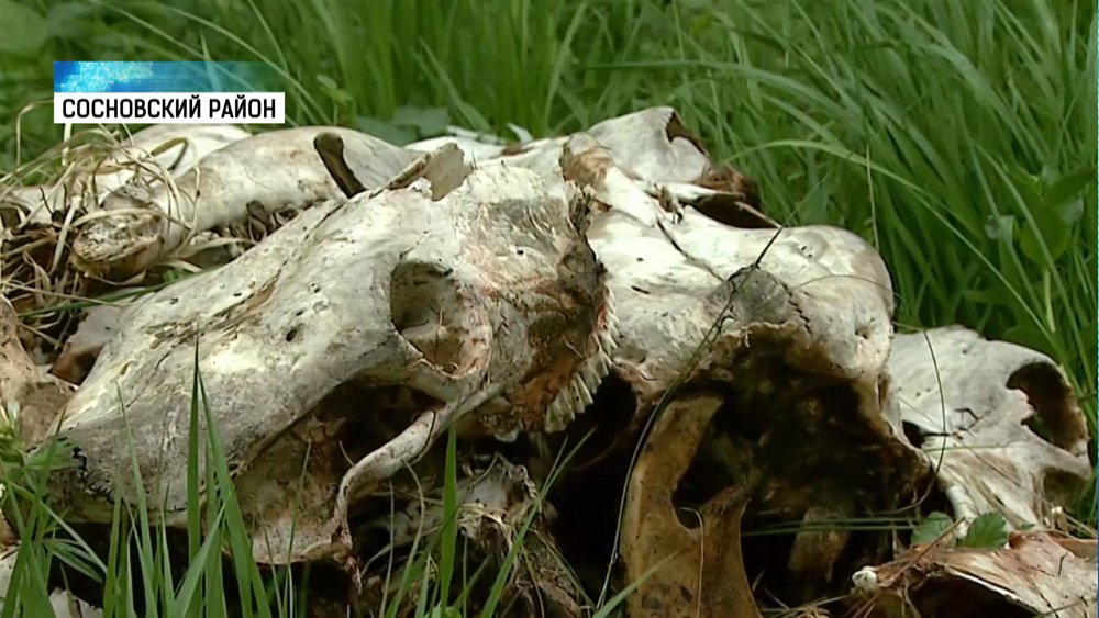 Землю под строительство очистили от костей животных